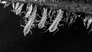 découvrez les caractéristiques essentielles pour identifier les larves de punaise de lit. apprenez à reconnaître leur apparence, leur habitat et les signes de leur présence dans votre domicile pour mieux les contrôler et éviter les infestations.