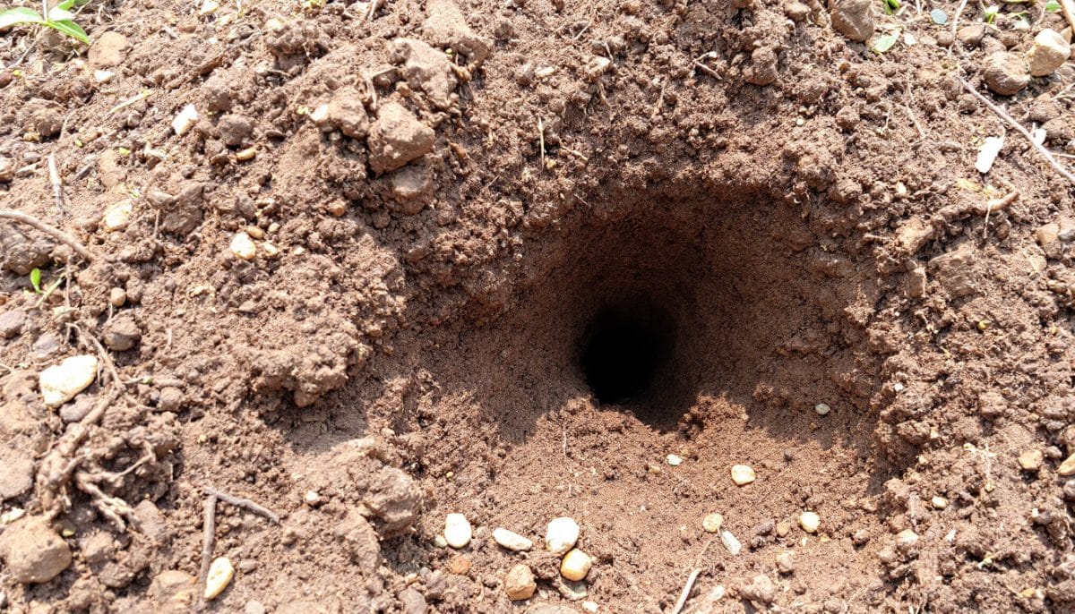 découvrez des solutions efficaces pour vous débarrasser des guêpes de terre. apprenez des méthodes naturelles et des astuces pratiques pour protéger votre jardin et profiter de l'été en toute tranquillité.